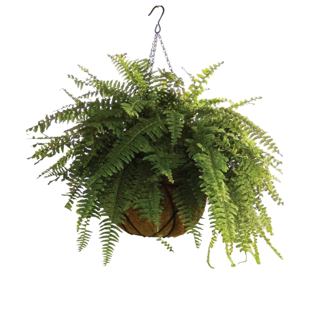 Hanging Fern Plant — Balcony Plants for Dubai & UAE delivery | Planto.ae