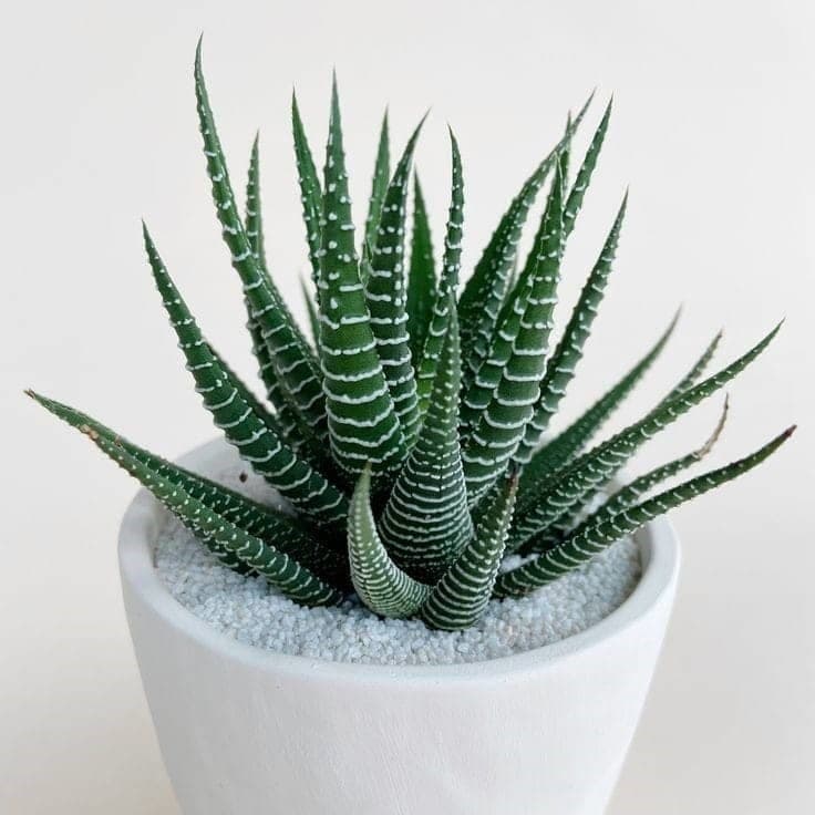 Haworthia “Zebra Cactus” (Pearl Plant) — Balcony Plants for Dubai & UAE delivery | Planto.ae