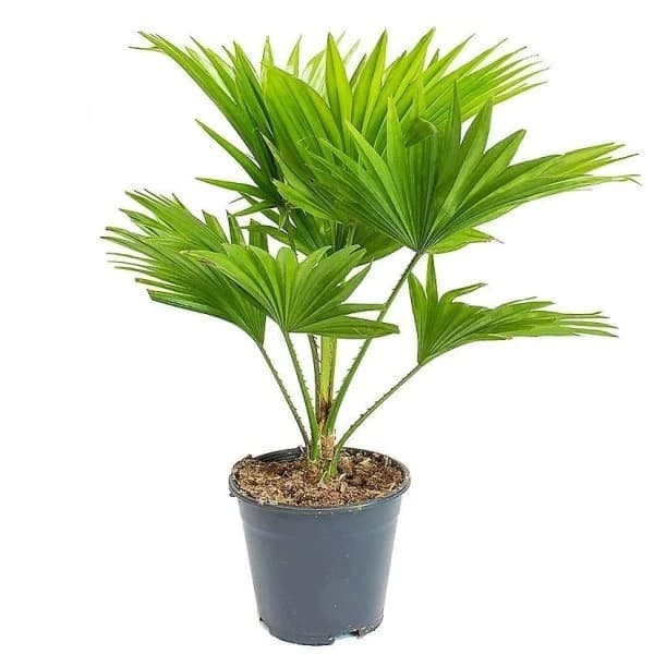 Livistona Palm, Fan Palm — Balcony Plants for Dubai & UAE delivery | Planto.ae