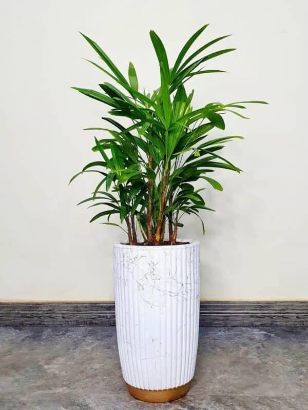 Potted Lady Palm Or Rhapis Plant — Balcony Plants for Dubai & UAE delivery | Planto.ae