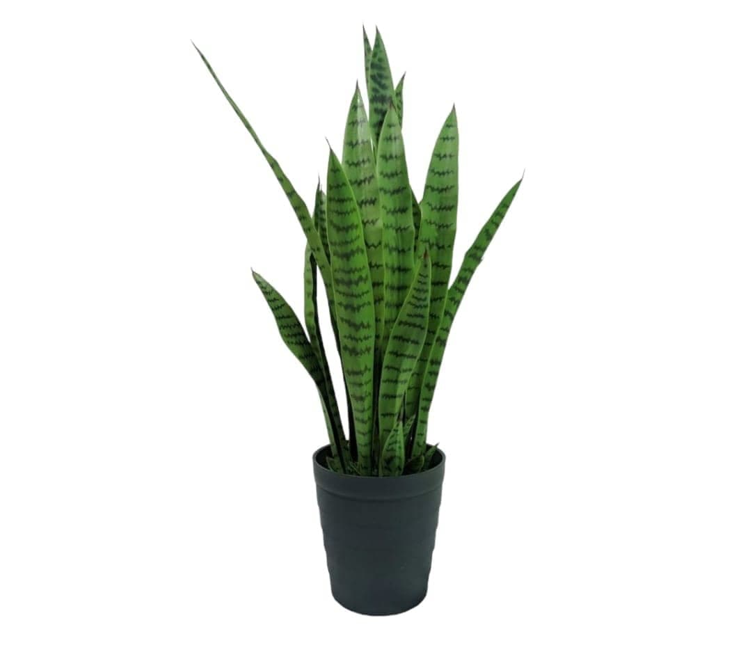 Sansevieria-Green — Balcony Plants for Dubai & UAE delivery | Planto.ae