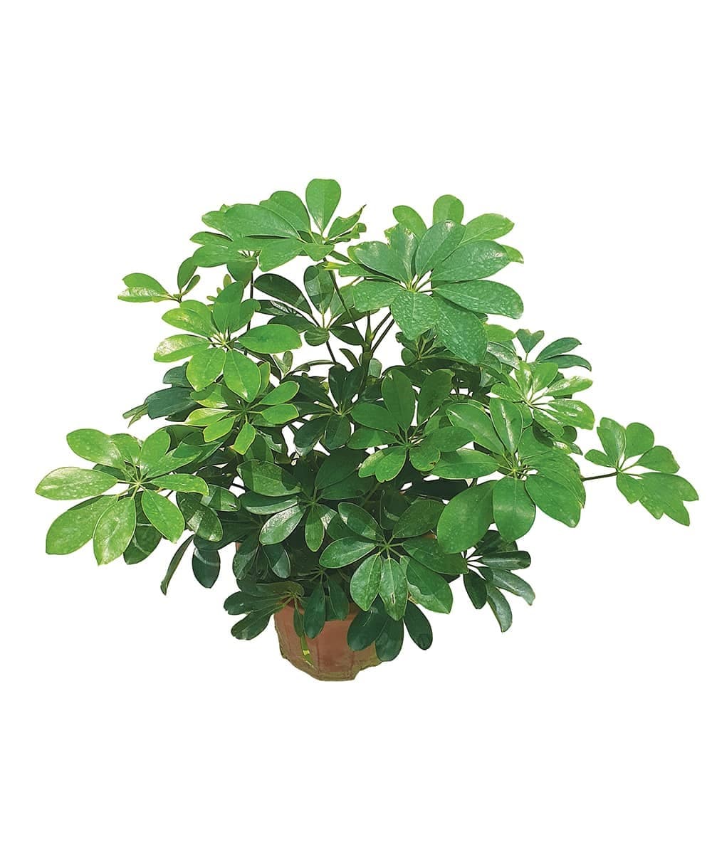 Schefflera Small — Balcony Plants for Dubai & UAE delivery | Planto.ae