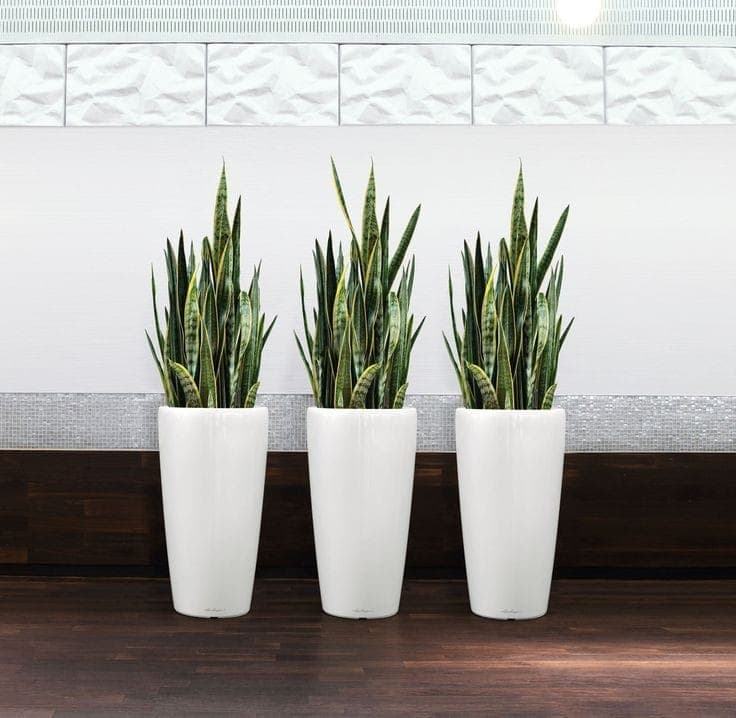 set Of 3 Snake Plants In Ceramic Pots — Balcony Plants for Dubai & UAE delivery | Planto.ae