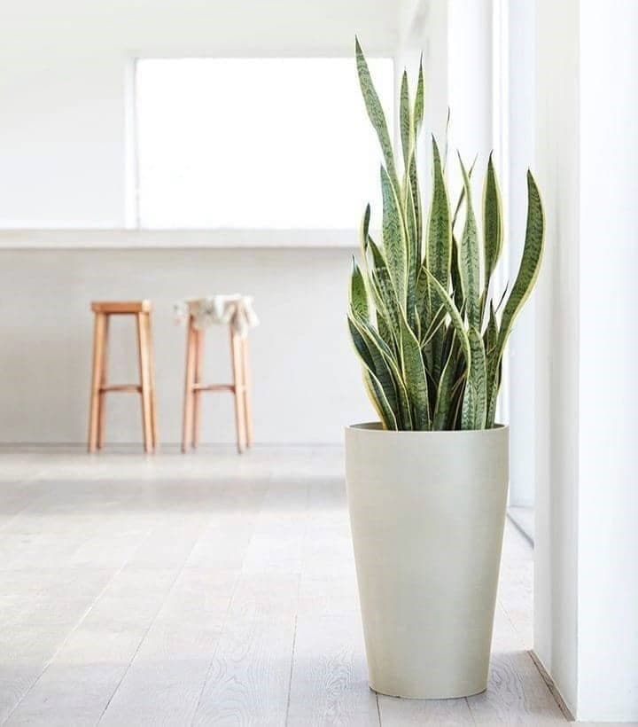 Snake Plant In White Ceramic Pot — Balcony Plants for Dubai & UAE delivery | Planto.ae