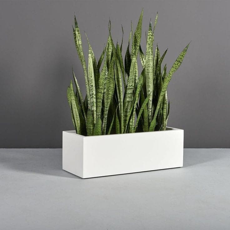 Snake Plant In White Fiber Pot — Balcony Plants for Dubai & UAE delivery | Planto.ae