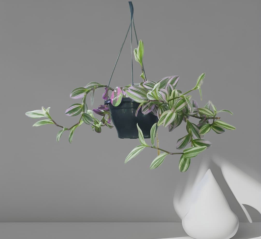 Tradescantia Nanouk — photo 2 | Planto.ae UAE
