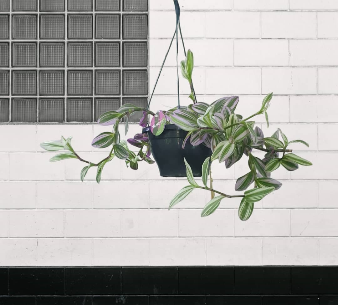 Tradescantia Nanouk — photo 3 | Planto.ae UAE
