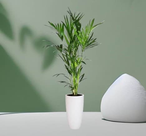 A Beautiful Kentia Palm in White Ceramic Pot — Indoor Plants for Dubai & UAE delivery | Planto.ae