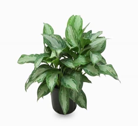 Aglaonema Evergreen Plant — Indoor Plants for Dubai & UAE delivery | Planto.ae