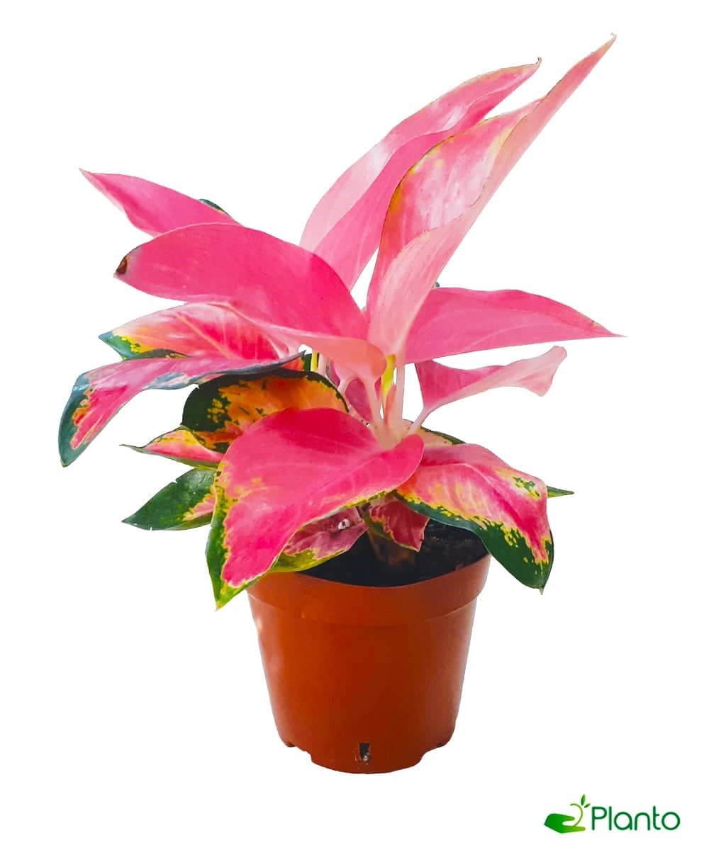 Aglaonema Pink — Indoor Plants for Dubai & UAE delivery | Planto.ae