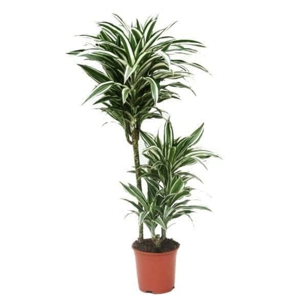 Amazing Plant Dracaena Warneckii — Indoor Plants for Dubai & UAE delivery | Planto.ae