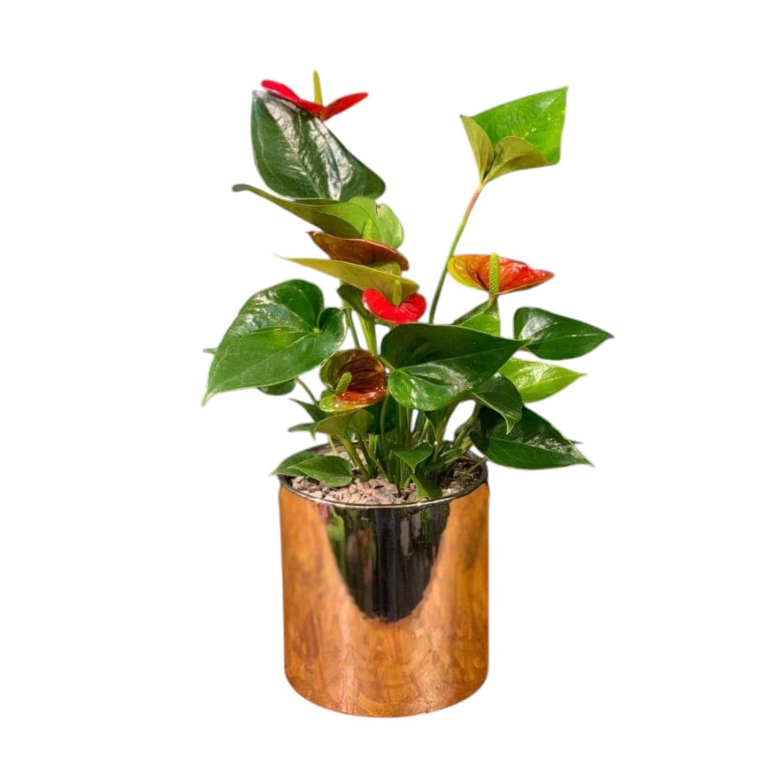 Anthurium Red — Indoor Plants for Dubai & UAE delivery | Planto.ae