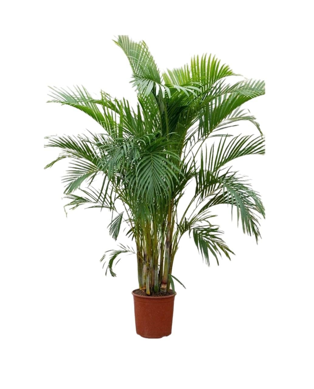 Areca Palm — Indoor Plants for Dubai & UAE delivery | Planto.ae
