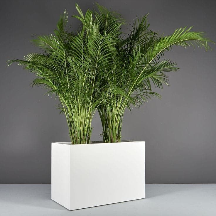 Areca Palm 2 Planta In White Fiber Pot — Indoor Plants for Dubai & UAE delivery | Planto.ae
