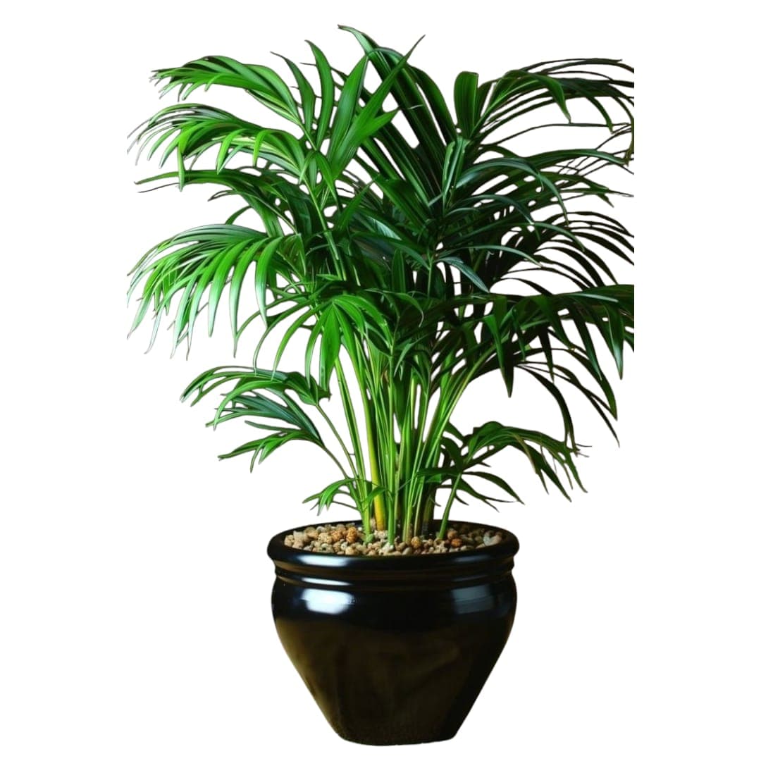 Areca Palm In Black Ceramic Pot — Indoor Plants for Dubai & UAE delivery | Planto.ae