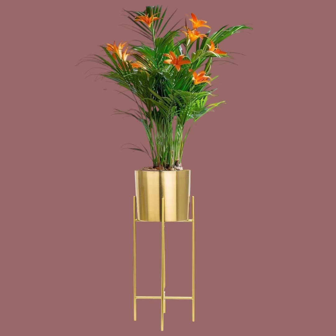 Areca Palm In Golden Stand Pot — Indoor Plants for Dubai & UAE delivery | Planto.ae