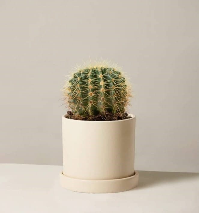 Ball Cactus In White Ceramic Pot — Indoor Plants for Dubai & UAE delivery | Planto.ae