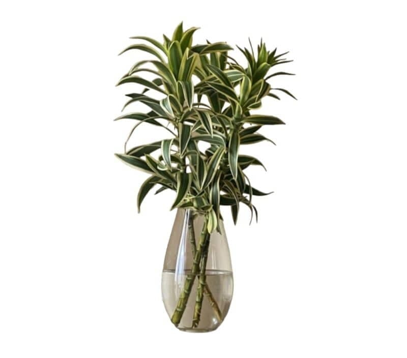 Bamboo In Glass Vase(3 stems) — Indoor Plants for Dubai & UAE delivery | Planto.ae