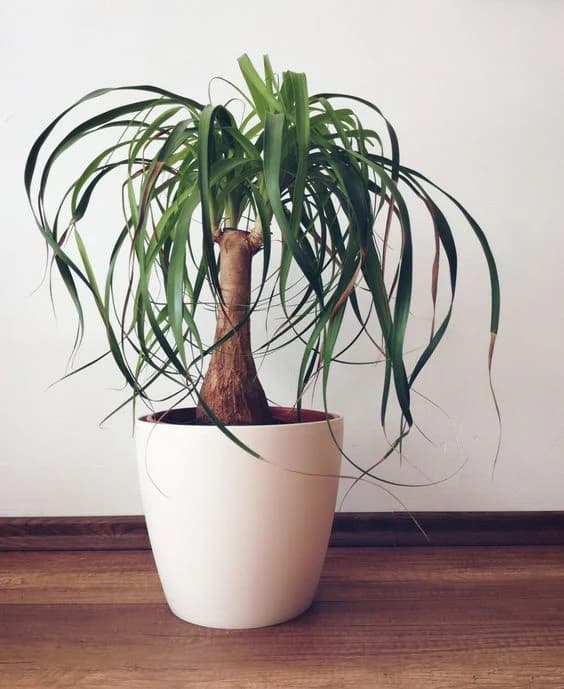 Beaucarnea Recurvata — Indoor Plants for Dubai & UAE delivery | Planto.ae