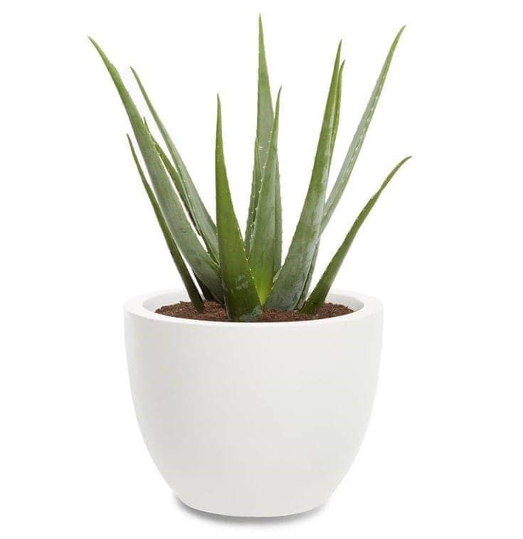 Beautiful Aleo-Vera in White Ceramic Bowl — Indoor Plants for Dubai & UAE delivery | Planto.ae