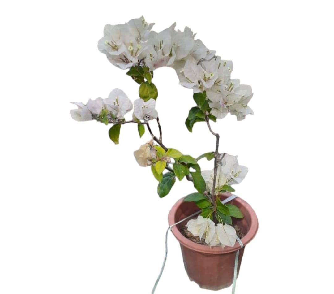 Bougainvillea Ever Green Flowering Plant — Indoor Plants for Dubai & UAE delivery | Planto.ae
