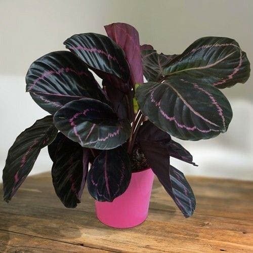 Calathea Dottie In White Ceramic Pot — Indoor Plants for Dubai & UAE delivery | Planto.ae