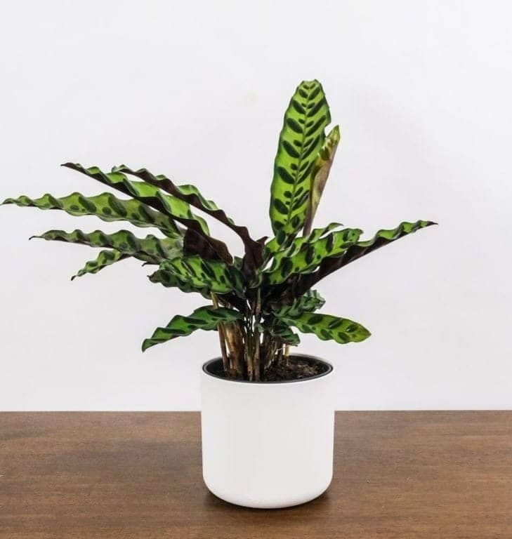 Calathea Lancifolia In White Ceramic Pot — Indoor Plants for Dubai & UAE delivery | Planto.ae