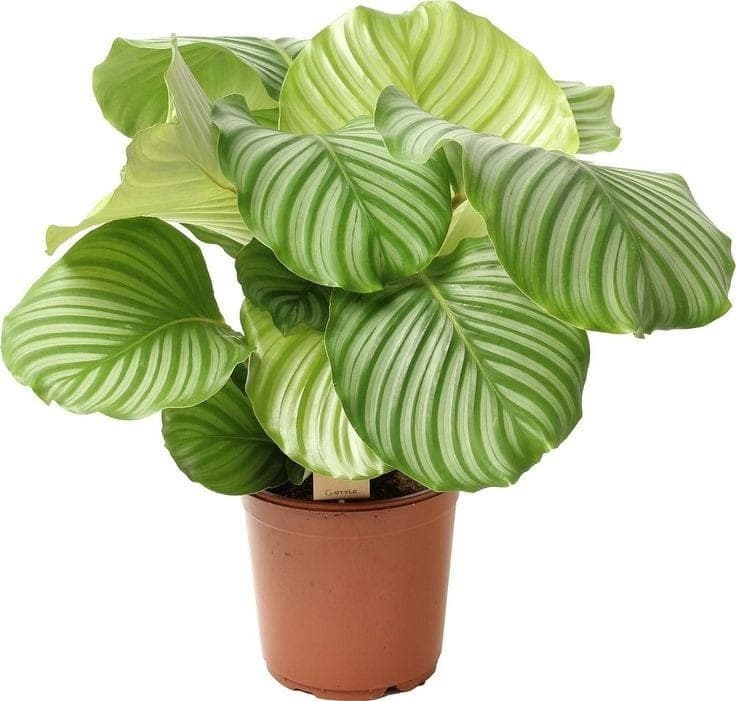 Calathea Orbifolia — Indoor Plants for Dubai & UAE delivery | Planto.ae