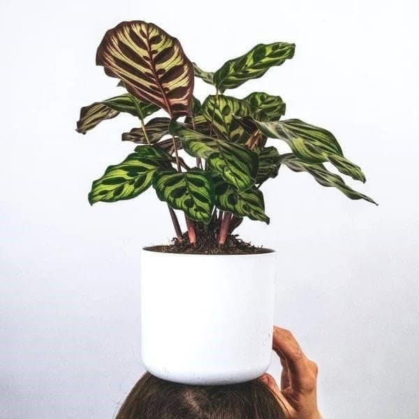 Calathea Zebra Plant In White Ceramic Pot — Indoor Plants for Dubai & UAE delivery | Planto.ae