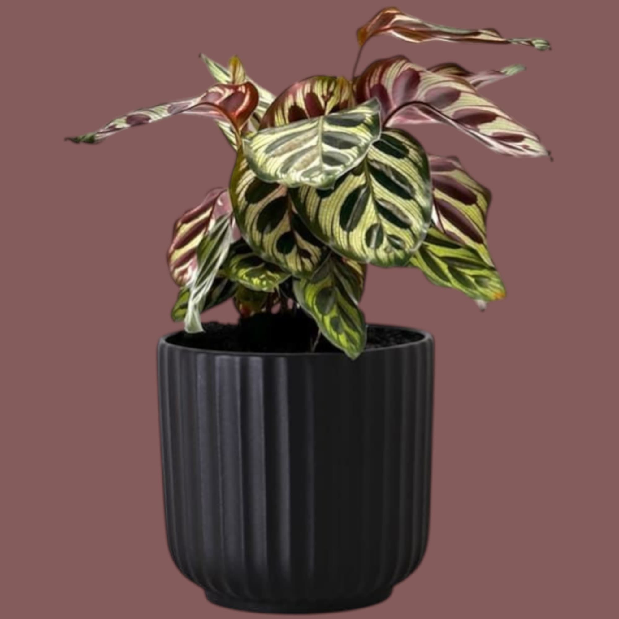 Calathea zebrina In Black Ceramc pot. — Indoor Plants for Dubai & UAE delivery | Planto.ae