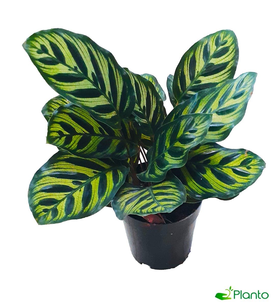 Calathea zebrina- Zebra Plant — Indoor Plants for Dubai & UAE delivery | Planto.ae