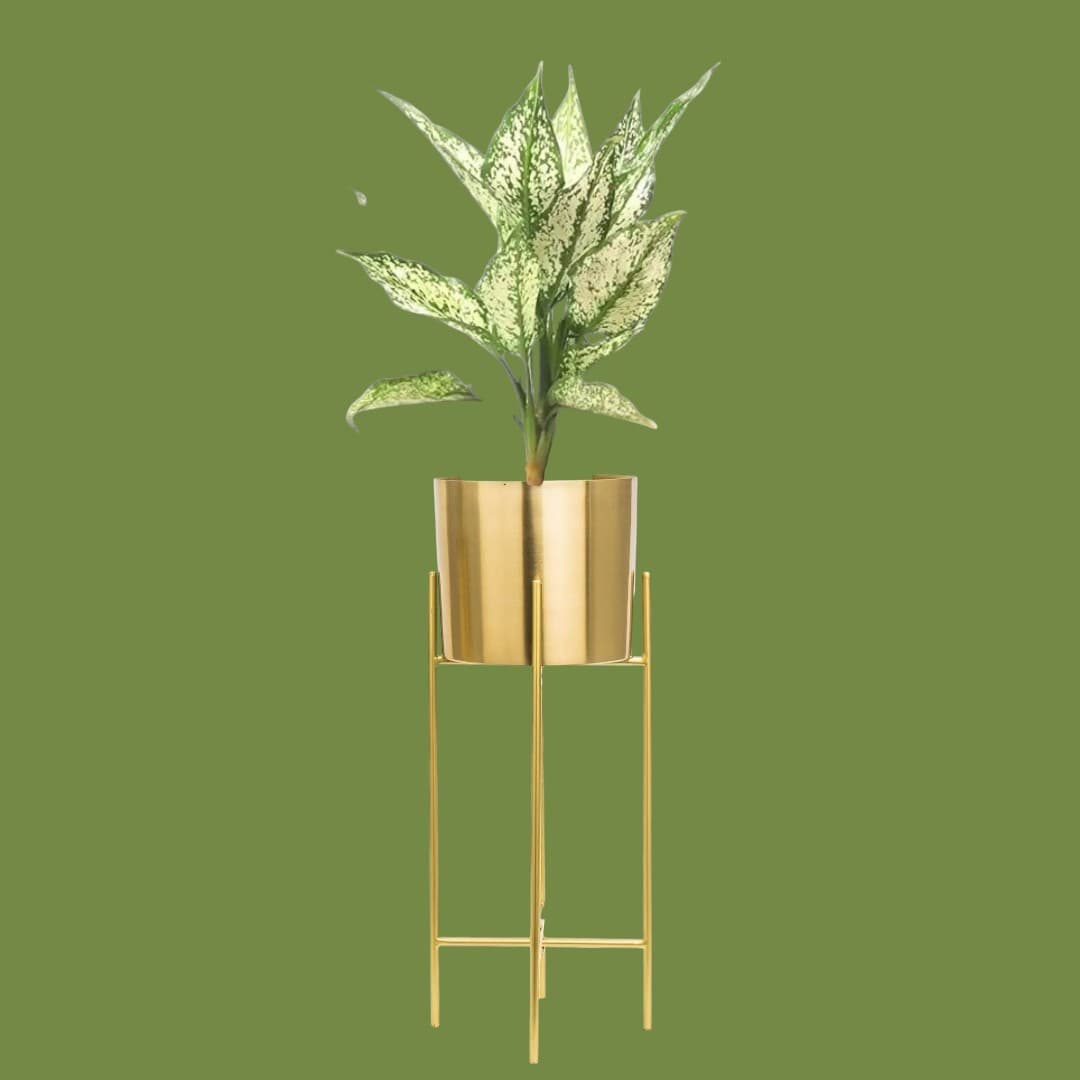 Chinese Evergreen In Beautiful Stand Pot. — photo 2 | Planto.ae UAE