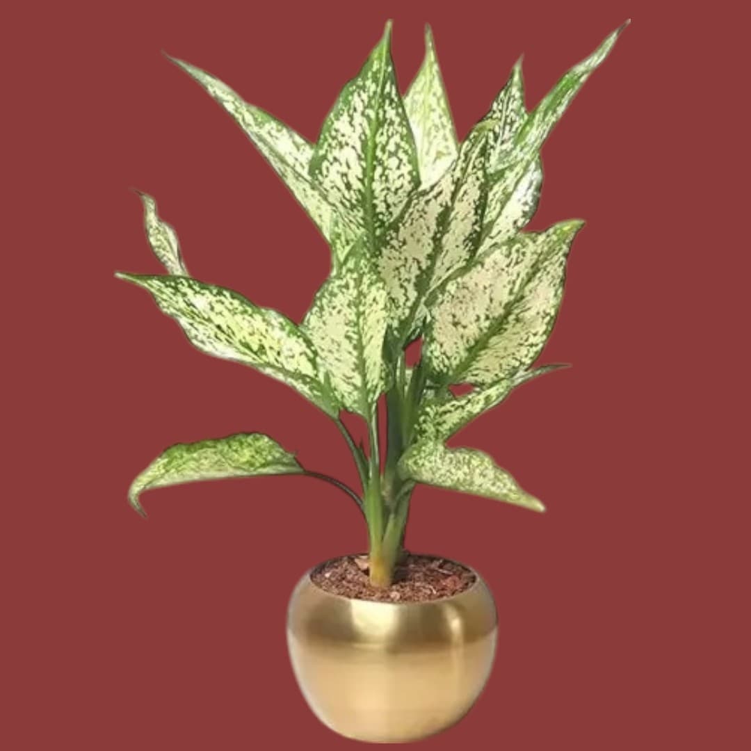 Chinese Evergreen Indoor Plant — Indoor Plants for Dubai & UAE delivery | Planto.ae
