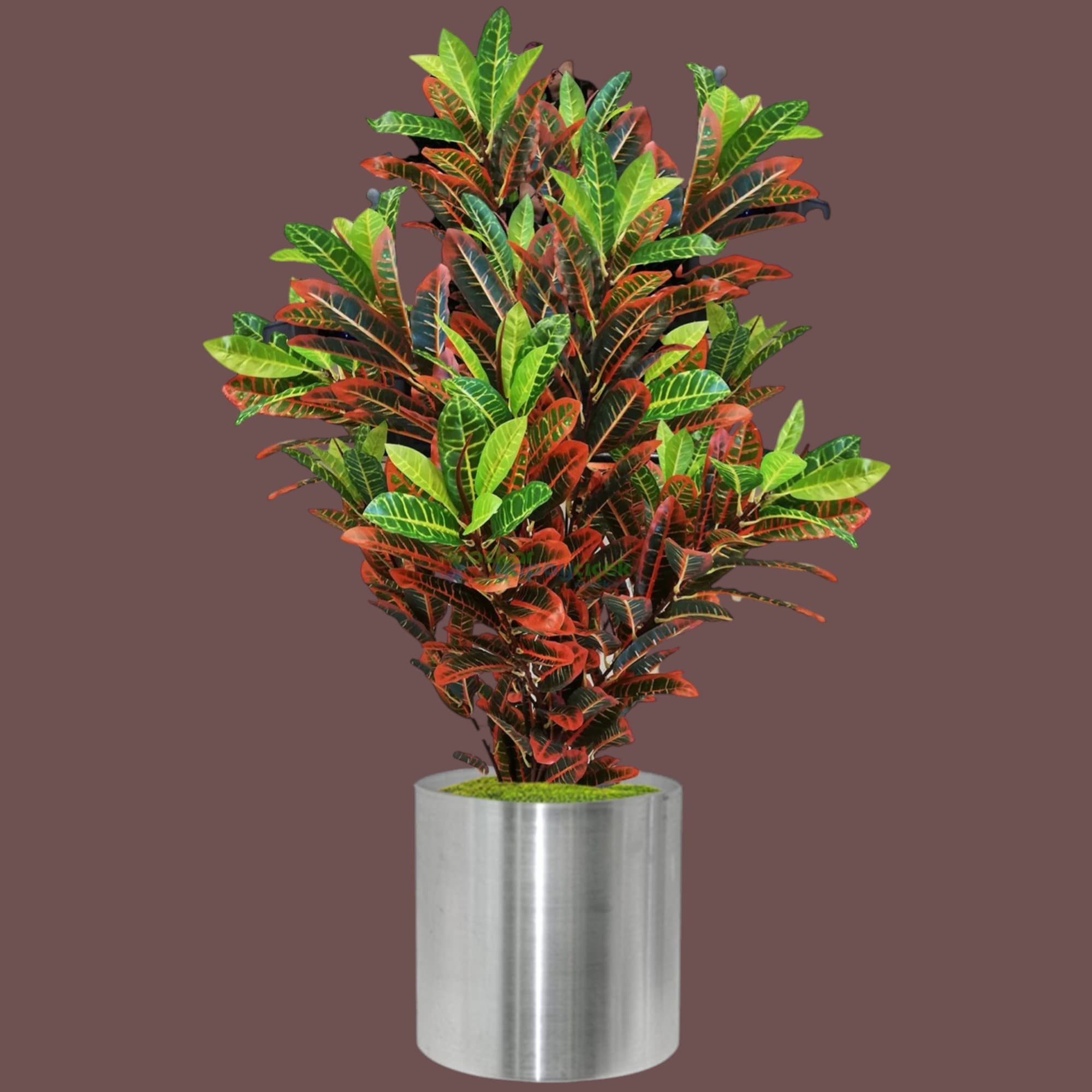 Croton PlantIn Silver Pot — Indoor Plants for Dubai & UAE delivery | Planto.ae