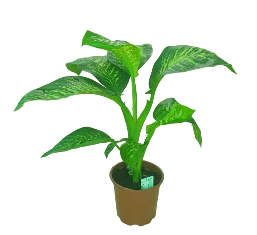 Dieffenbachia — Indoor Plants for Dubai & UAE delivery | Planto.ae