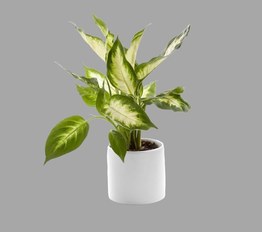 Dieffenbachia Camilla Dumb Cane In White Ceramic Pot — Indoor Plants for Dubai & UAE delivery | Planto.ae