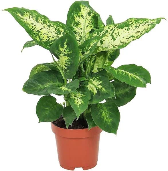 Dieffenbachia Cane — Indoor Plants for Dubai & UAE delivery | Planto.ae