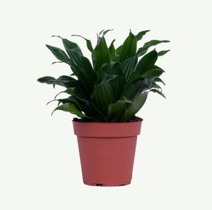 Dracaena Compacta Plant — Indoor Plants for Dubai & UAE delivery | Planto.ae