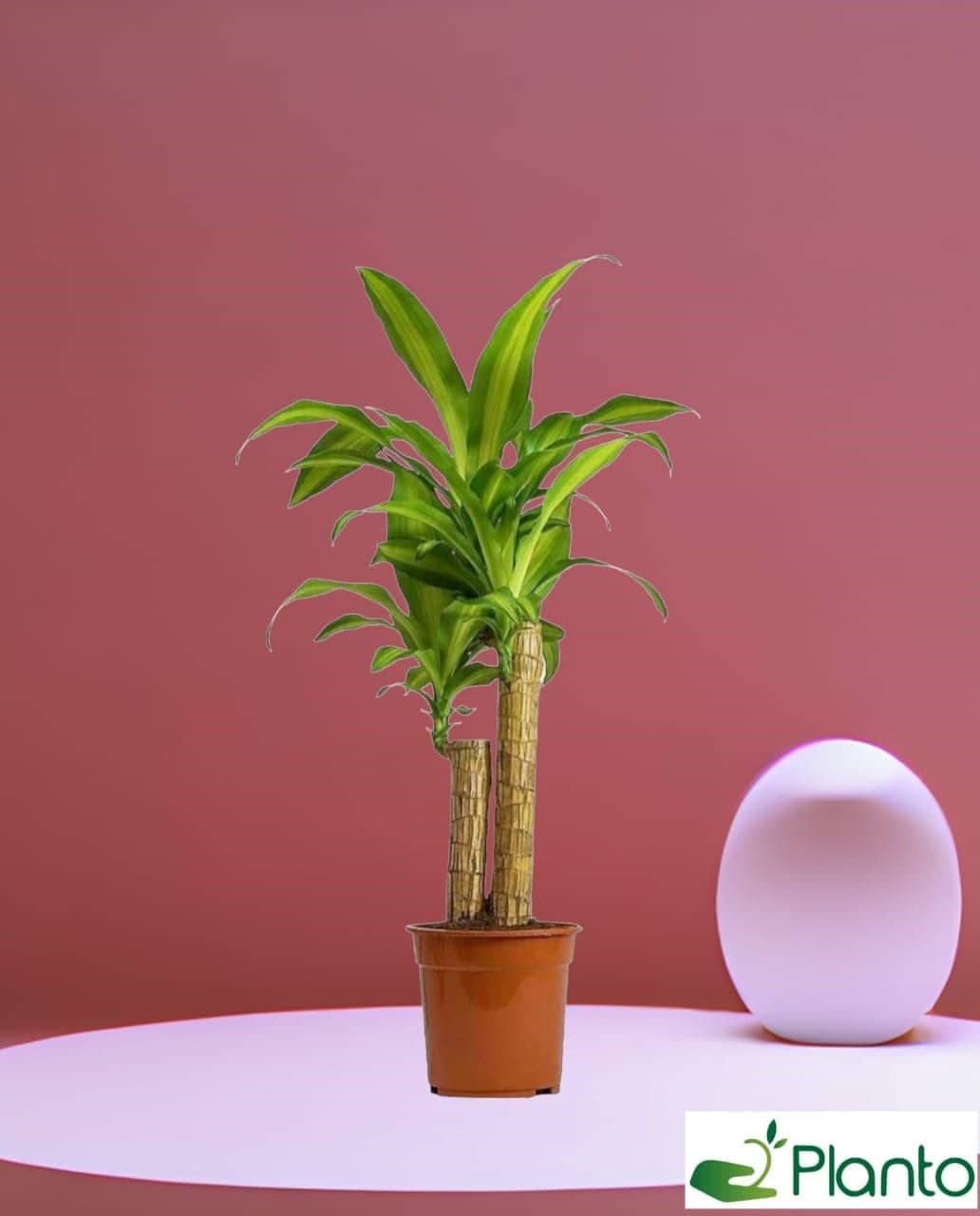 Dracaena fragrans — Indoor Plants for Dubai & UAE delivery | Planto.ae