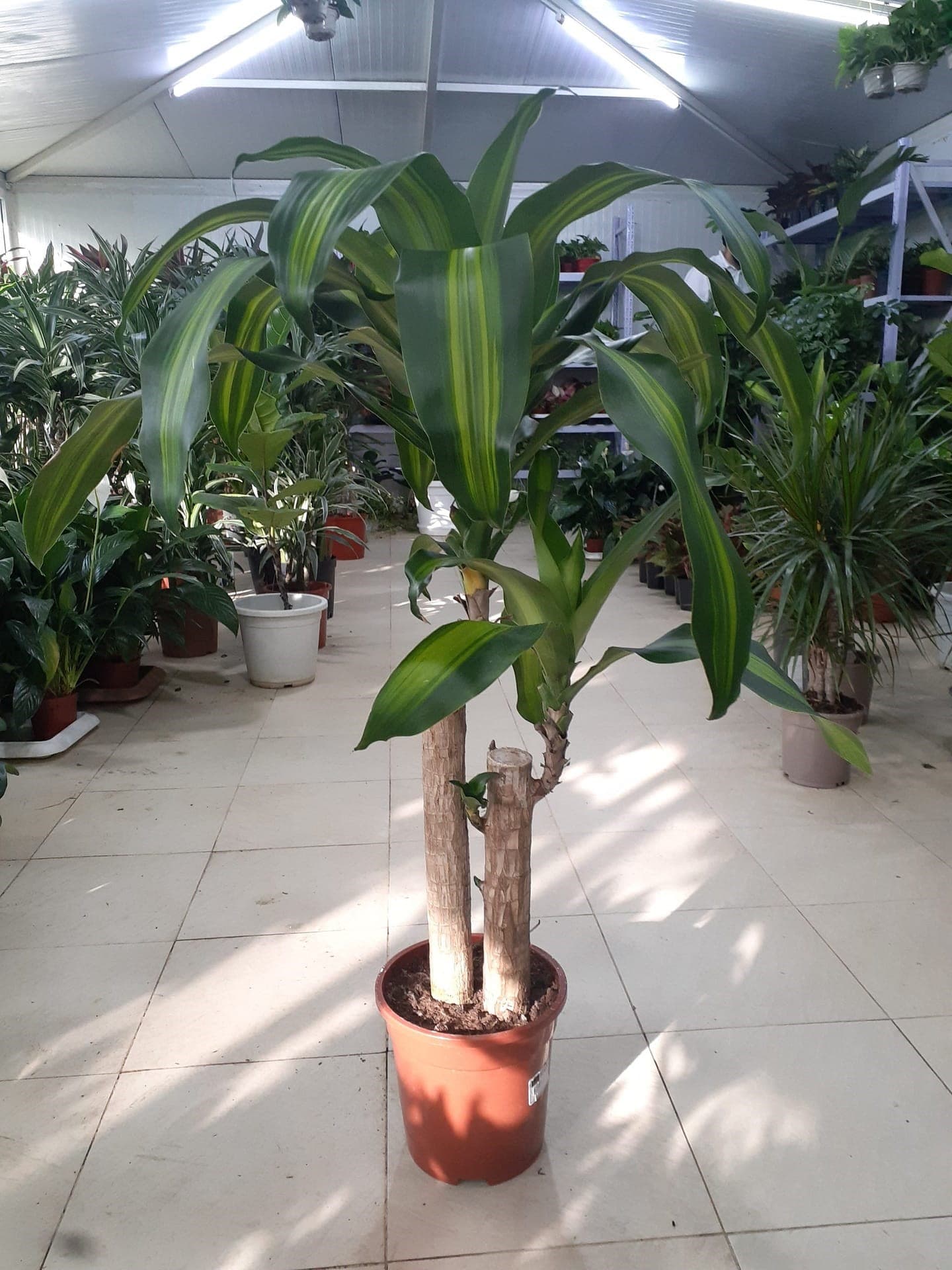 Dracaena fragrans — photo 3 | Planto.ae UAE