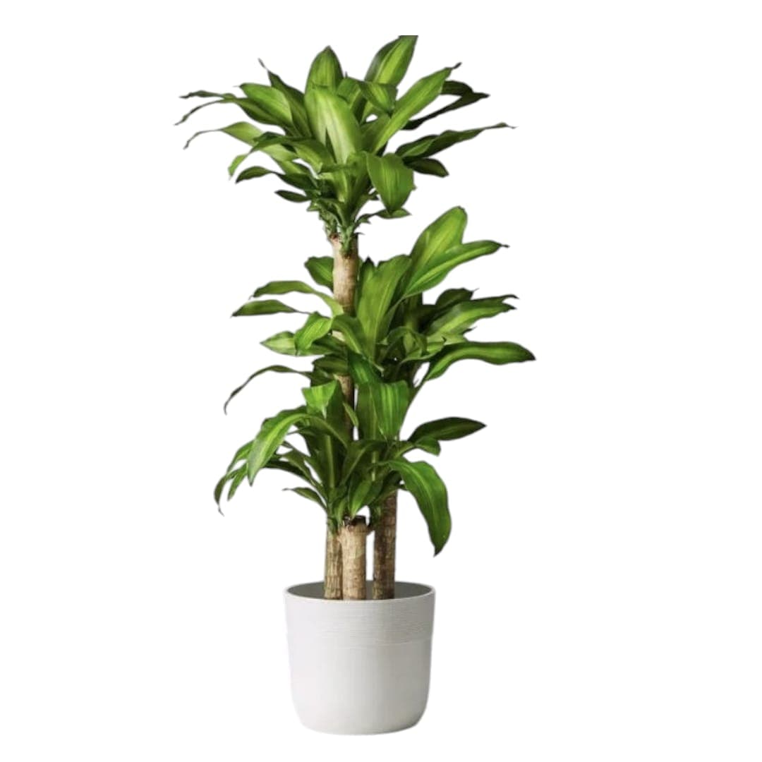 Dracaena Fragrans In Ceramic Pot — Indoor Plants for Dubai & UAE delivery | Planto.ae