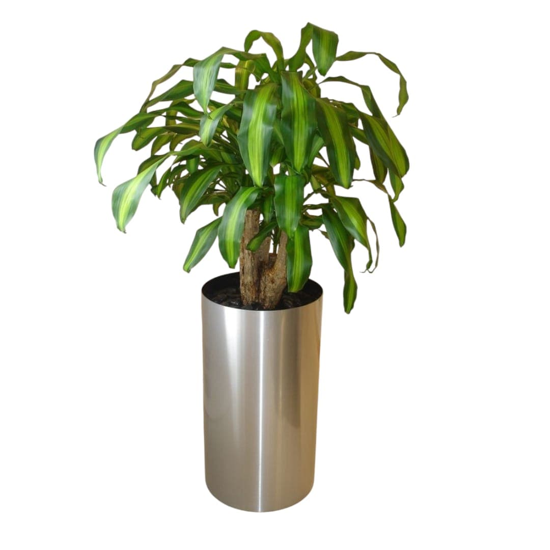 Dracaena Fragrans In Silver Metal Pot — Indoor Plants for Dubai & UAE delivery | Planto.ae