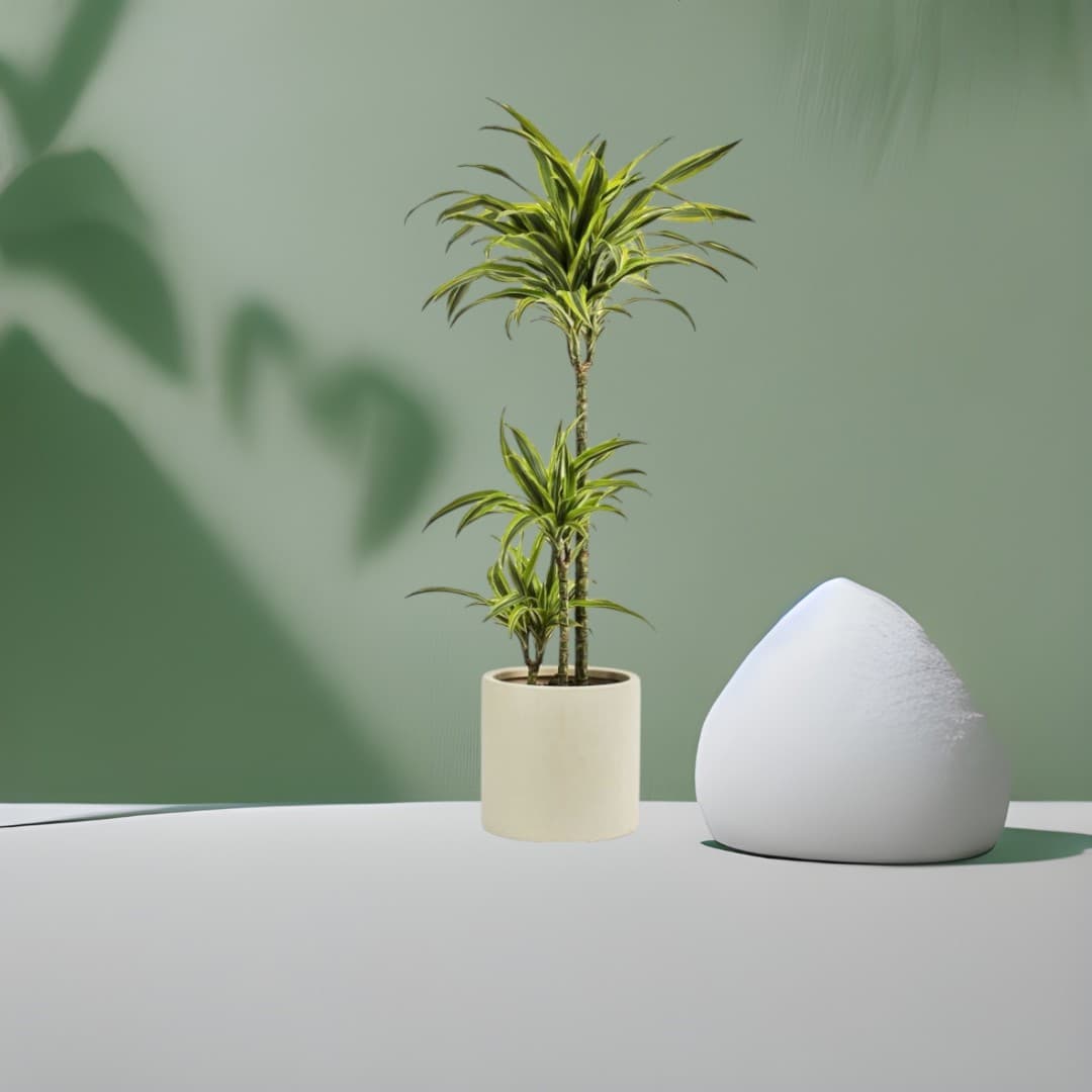 Dracaena Lemon & Lime In White Fiber Pot — Indoor Plants for Dubai & UAE delivery | Planto.ae
