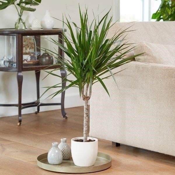Dracaena Marginata 40-50CM In White Ceramic Pot — Indoor Plants for Dubai & UAE delivery | Planto.ae