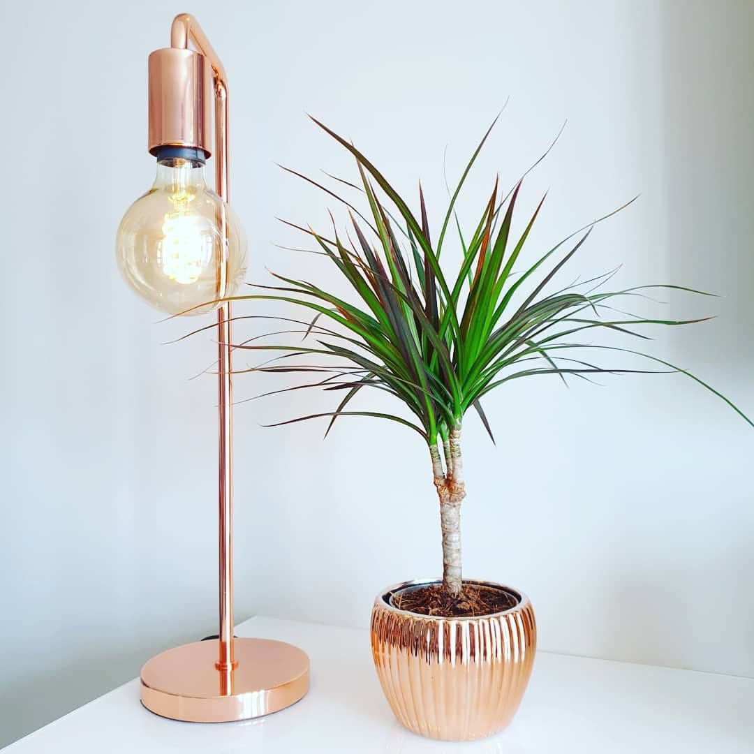 Dracaena Marginata In Beautiful Pot — Indoor Plants for Dubai & UAE delivery | Planto.ae