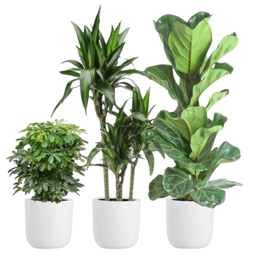 Dracaena Warneckii,Dwarf Umbrella,Fiddle Plants — Indoor Plants for Dubai & UAE delivery | Planto.ae