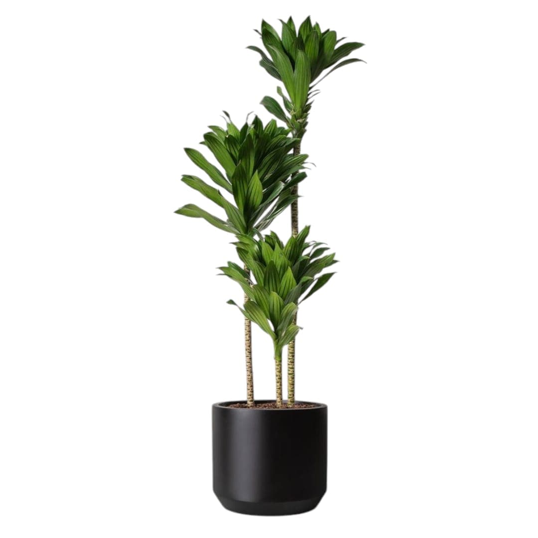 Dracaena Warneckii In Black Ceramic Pot — Indoor Plants for Dubai & UAE delivery | Planto.ae