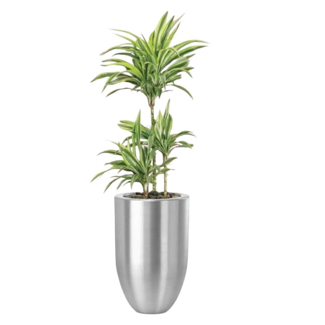 Dracaena Warneckii In Silver Metal Pot — Indoor Plants for Dubai & UAE delivery | Planto.ae