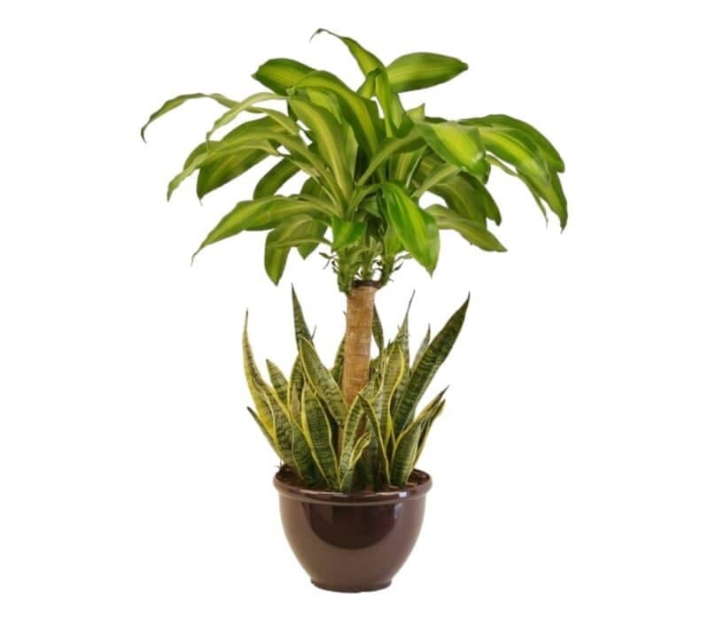 Dracaena With Snake Pant — Indoor Plants for Dubai & UAE delivery | Planto.ae
