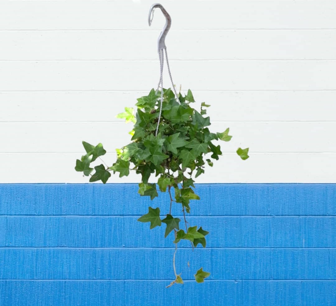 English ivy (Hedera helix) In Hanging pot — photo 2 | Planto.ae UAE